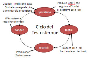ciclo-del-testosterone-300x203.png